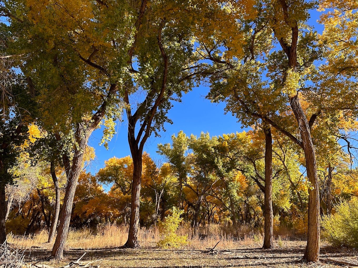 Charming 3 Bedroom Home Walking Distance to River - Image 11